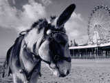 Donkey at Shorefront  Blackpool  England