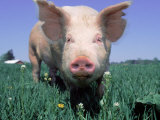 Close-up of Pig
