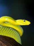 E African Mamba  Dendoaspis Angusticeps