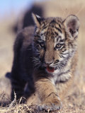 Siberian Tiger Cub  Panthera Tigris Altaica