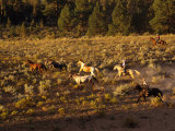Cowboy Herding Horses