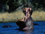 Hippo  Botswana