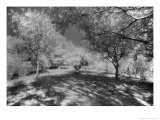 Haunted Gardens  Curry Mallet Manor  Somerset  England
