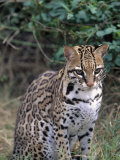 Ocelot (Felis Pardalis)