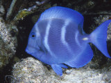 Close-up of Bluefish Underwater