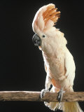 Moluccan Cockatoo