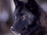 Close-up of a Wolf  Canis Lupus
