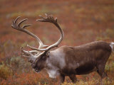 Caribou  Denali National Park  AK