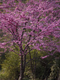 Central Park  NYC