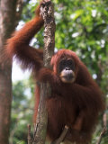 Sumatran Orangutan  Pongo Pygmaeus  Indonesia