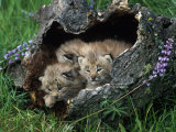 Lynx Kittens  Lynx Canadensis  MT
