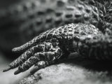 Close-up of a Leg of a Lizard