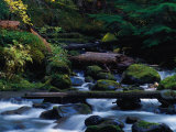 Royal Creek  OR