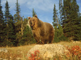 Grizzly Bear on Rock in Grassy Field  MT
