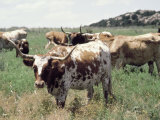 Texas Longhorn Cattle