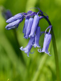 Hyacinthoides Non-Scripta  Bluebell