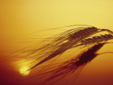 Shaft of Barley