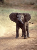 African Elephant Baby (Loxodonta Africana)