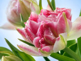 Tulipa Peach Blossom (Tulip Double Early Group)