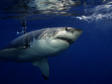 Great White Shark  Guadalupe Island  Mexico