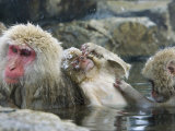 Japanese Macaques or Snow Monkeys  Three Monkeys in Hot Spring with Infant in the Middle  Japan