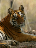 Bengal Tiger  Female Resting  Madhya Pradesh  India