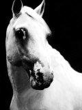 White Horse