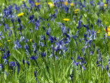 Hyacinthoides Non-Scripta  Bluebell