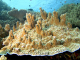 Plate Corals  Komodo  Indonesia