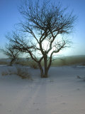 Nm  White Sands Natl Monument  Trees and Sunset