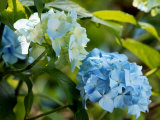 Hydrangea Macrophylla (Mophead Hydrangea)  Close-up of Blue Flowers