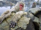 Japanese Macaques or Snow Monkeys  Adult in Foreground with Arms Extended on Rock  Honshu  Japan
