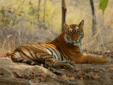 Bengal Tiger  Female Resting  Madhya Pradesh  India