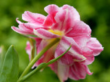 Tulipa Peach Blossom (Tulip Double Early Group)  Close-up of Pink Flower
