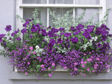 Window Box with Pelargoniums Argyranthemum  Lobelia