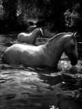 2 White Horses in Water