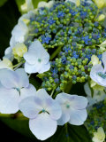 Hydrangea Macrophylla Normalis (Lacecap Hydrangea)