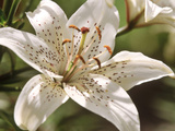 Lilium "Mont Blanc" Close-up of White Flower Karlskoga  Sweden