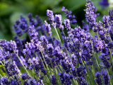 Lavandula Angustifolia (Lavender)  Blue Flowers in Dappled Sunlight