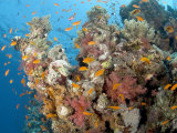 Soft Corals  St Johns Reef  Red Sea