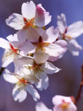 Prunus Hillieri (Ornamental Cherry)