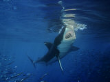 Great White Shark  Guadalupe Island  Mexico