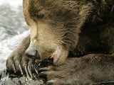 Alaskan Brown Bear  Close-up of Bear Eating Salmon  Alaska