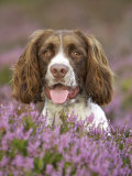 English Springer Spaniel  UK