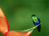 Violet-Crowned Woodnymph  Costa Rica