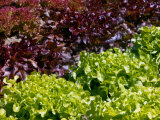 Lettuce Red Salad Bowl  Lollo Rossa and Salad Bowl Green  Collection of Coloured Curley Leaves