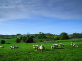 Sheep Ovis Aries