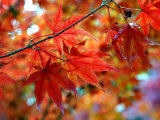 Acer Palmatum Atropurpureum (Blood-Leaf Japenese Maple)