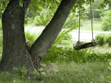 Wooden Swing Hanging from Tree