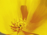 Mexican Gold Poppy  Sonoran Desert  AZ
